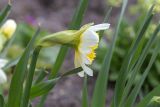 Narcissus × incomparabilis