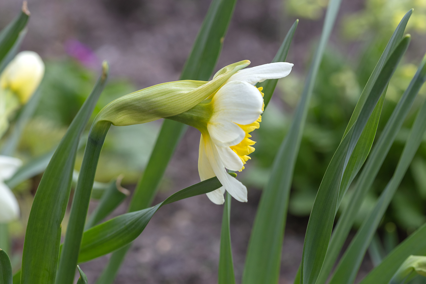 Image of Narcissus × incomparabilis specimen.