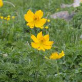 Pulsatilla aurea. Верхушки цветущих побегов. Карачаево-Черкесия, Домбай, гора Мусса-Ачитара, 2700 м н.у.м., на каменистом склоне. 07.07.2015.