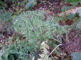 Anthriscus glacialis