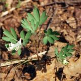 Corydalis intermedia. Цветущее растение. Республика Татарстан, Волжско-Камский заповедник. 01.05.1997.