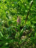 genus Dactylorhiza