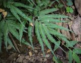 Pteris cretica. Вайя. Абхазия, Гальский р-н, окр. с. Оцарце, широколиственный лес. 11.06.2025.