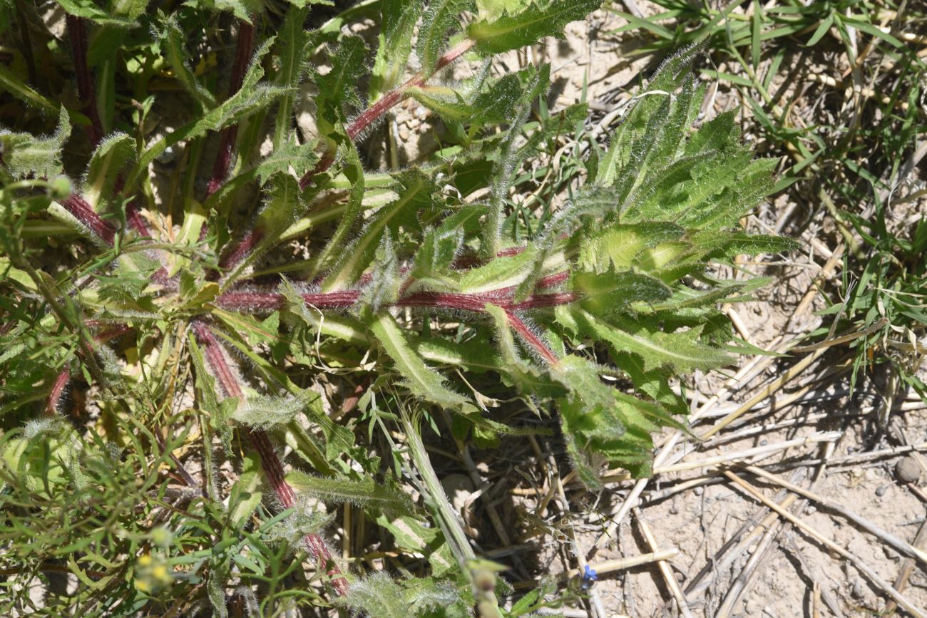 Image of Centaurea benedicta specimen.