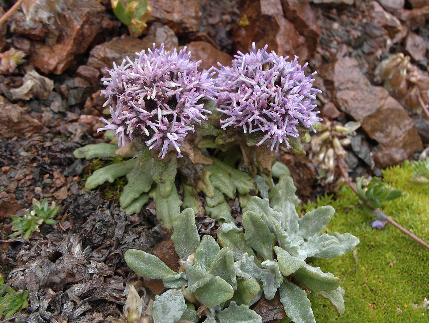 Изображение особи Saussurea gnaphalodes.