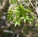 род Fraxinus. Листья. Турция, ил Ван, окр. Кармраванк, горная степь. 22 мая 2025 г.