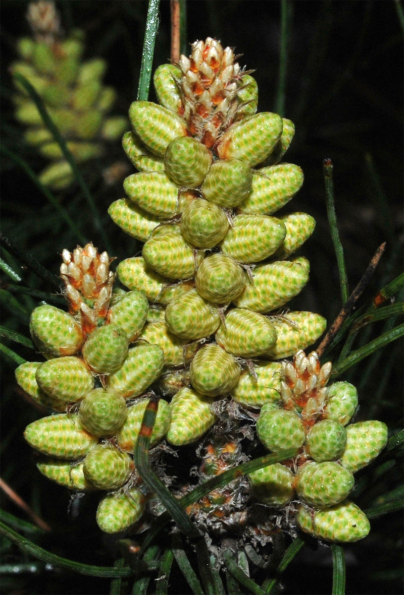 Image of Pinus pallasiana specimen.