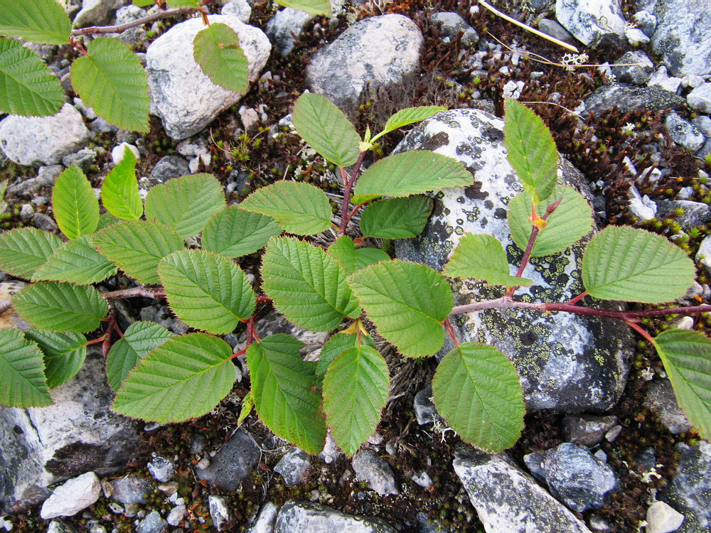 Изображение особи Duschekia fruticosa.