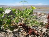 Potentilla supina