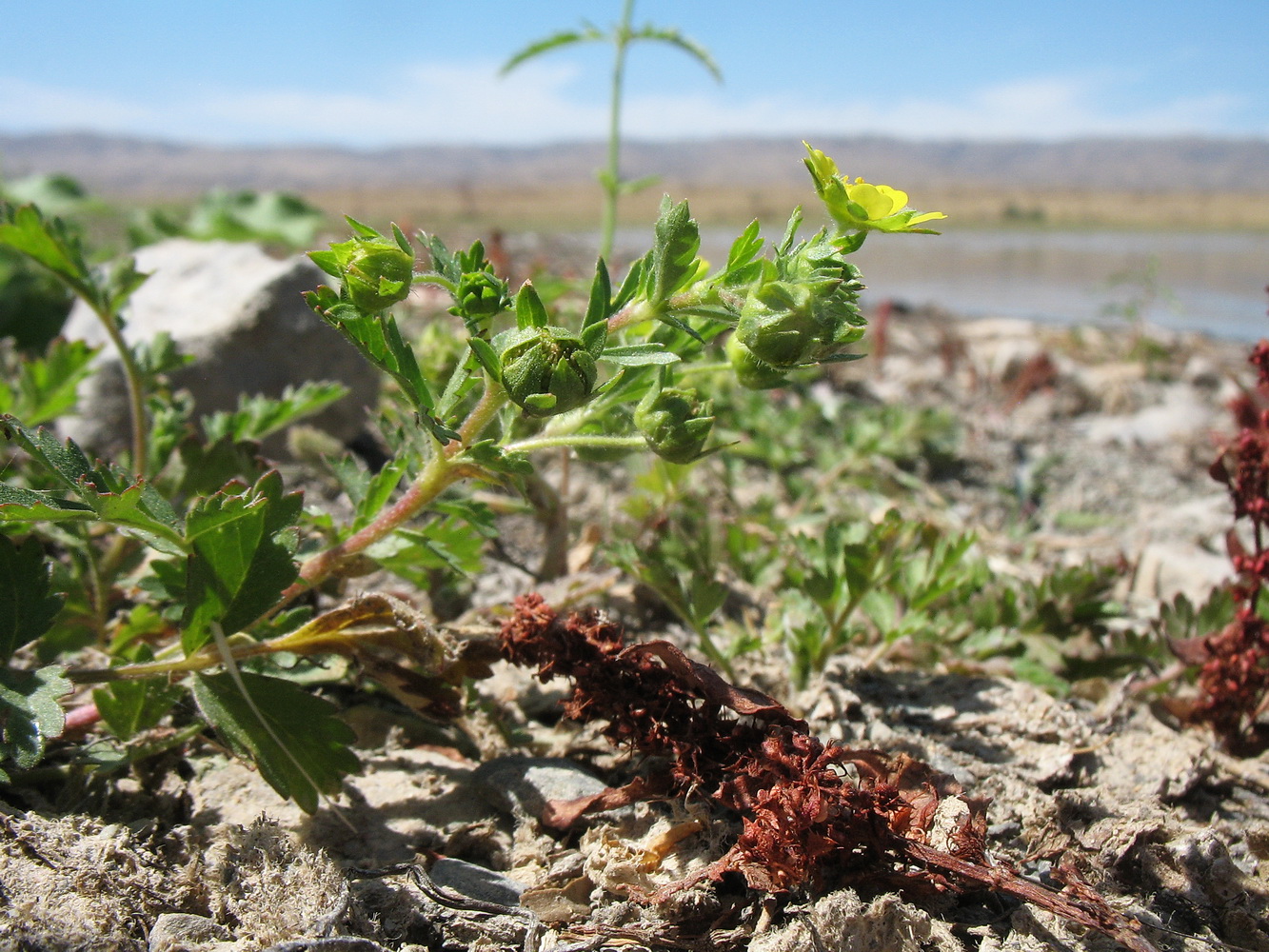 Изображение особи Potentilla supina.