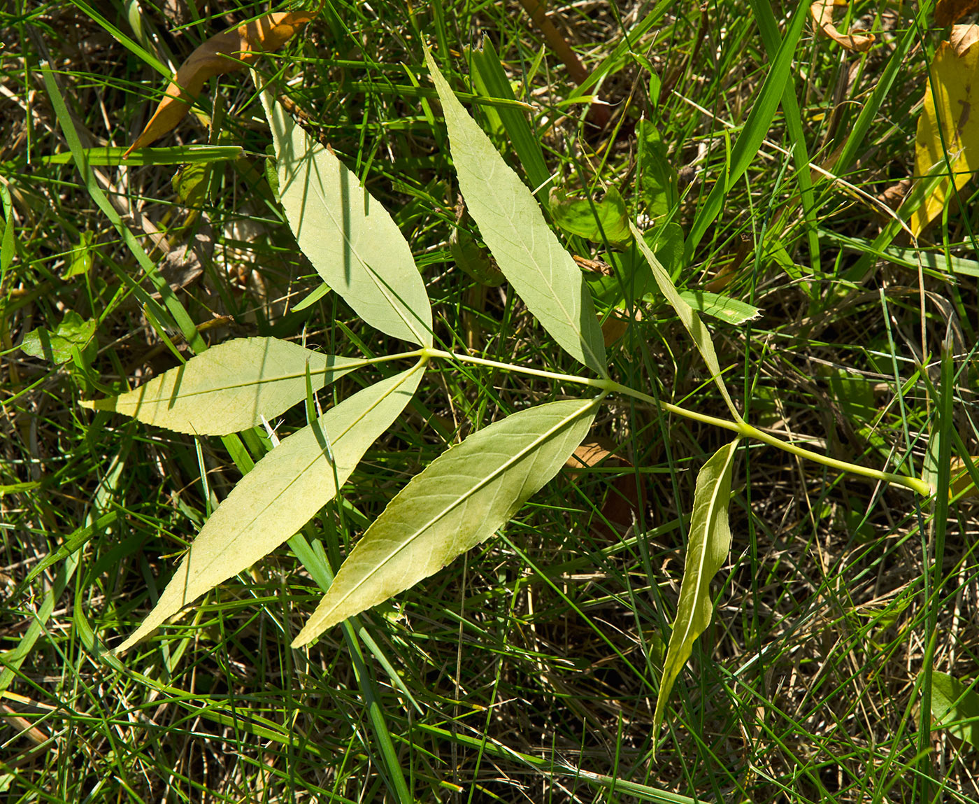 Изображение особи род Fraxinus.