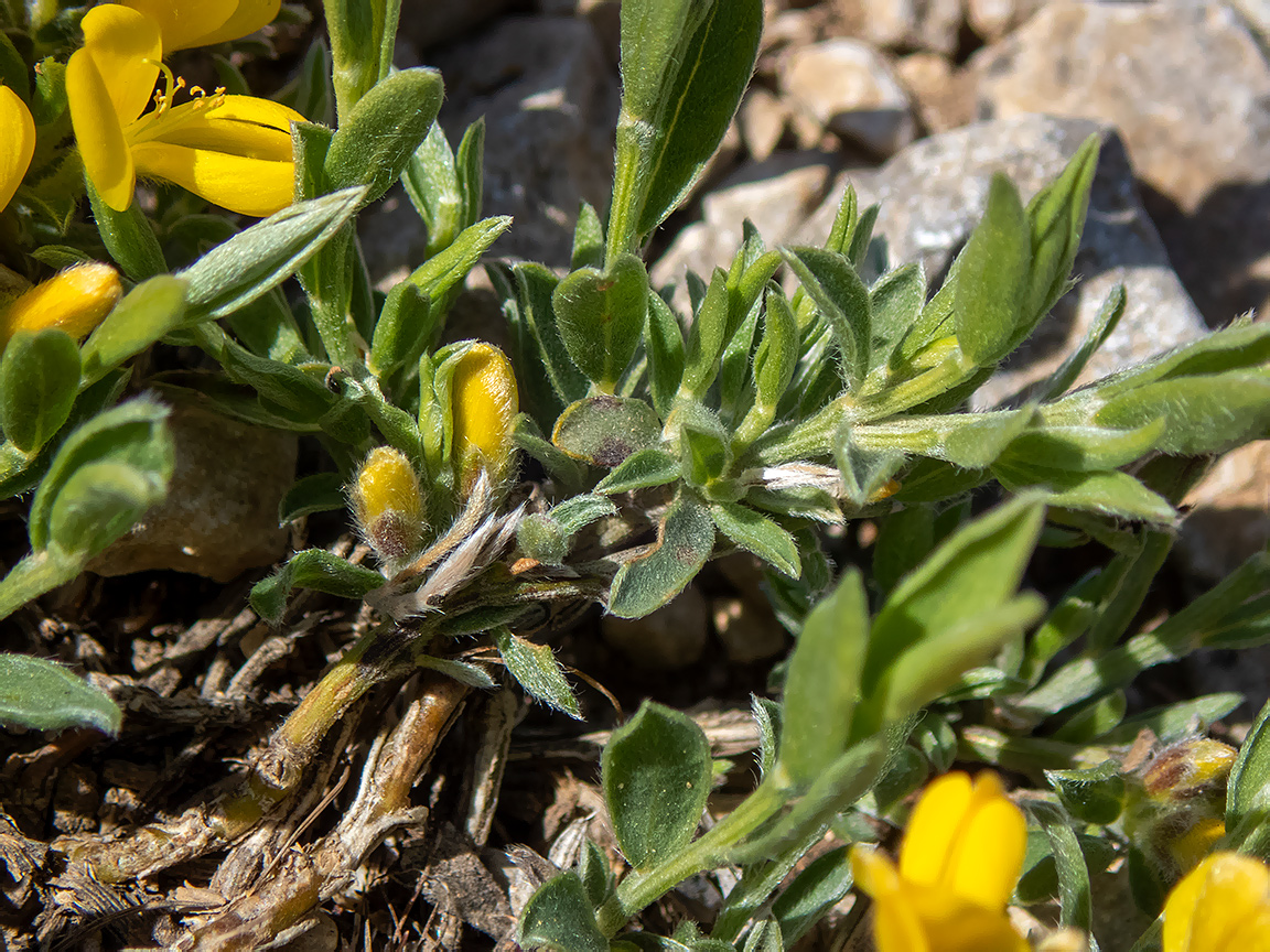 Image of Genista scythica specimen.