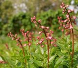 Dictamnus gymnostylis. Соцветия с бутонами. Самарская обл., г. Самара, Ботанический сад Самарского университета, в культуре. 22.05.2024.