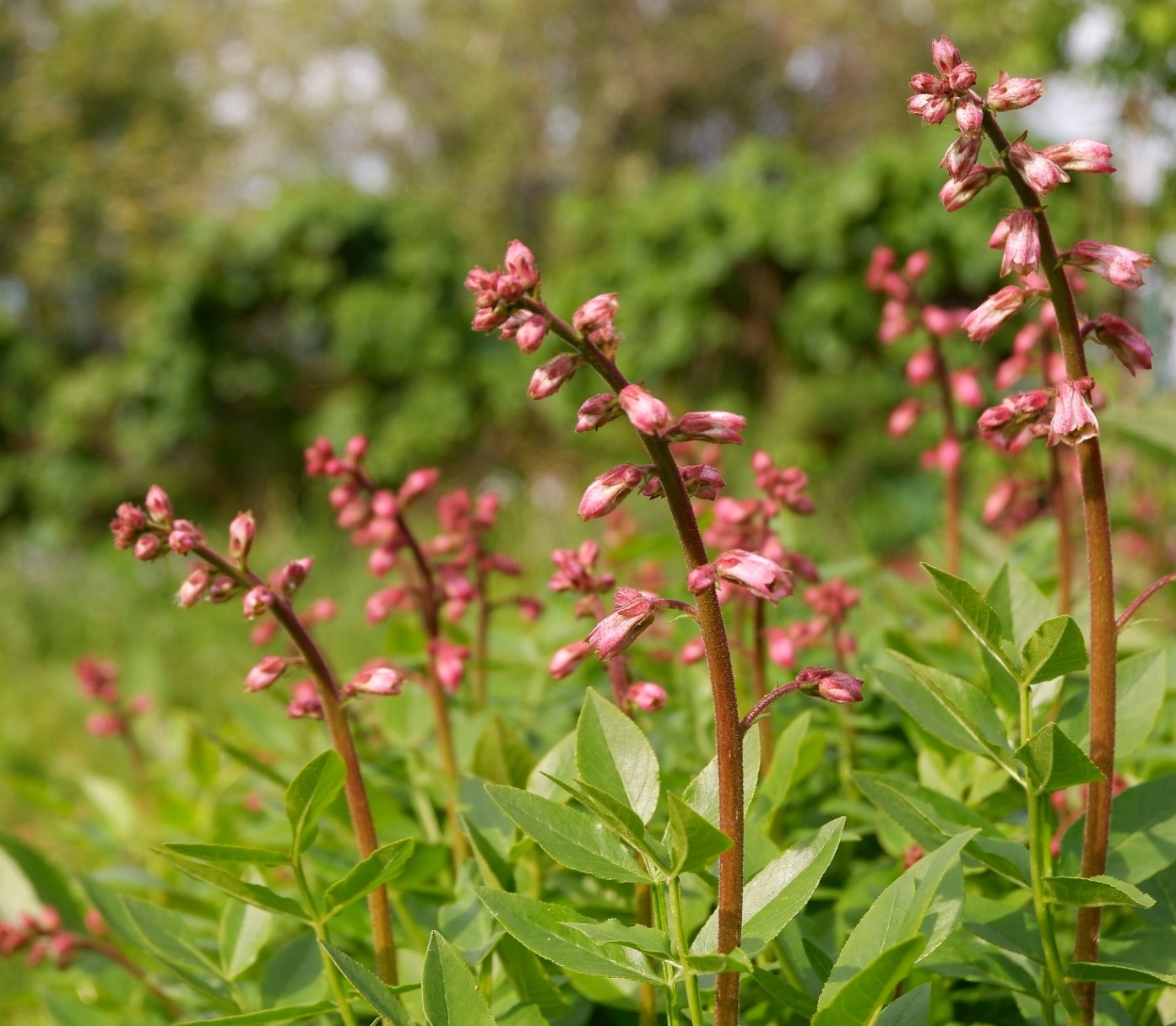 Image of Dictamnus gymnostylis specimen.