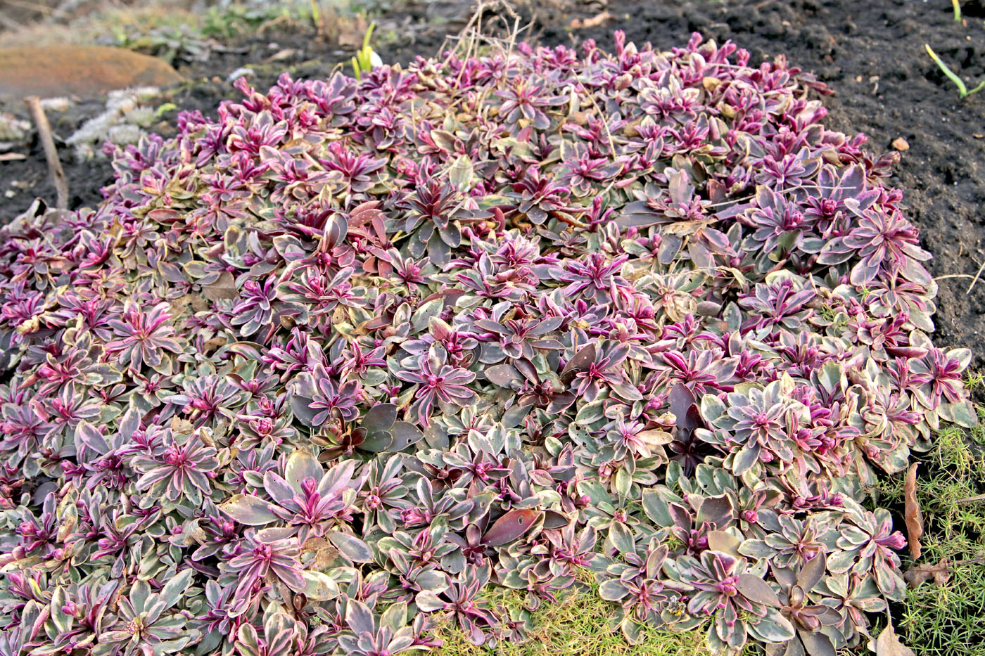 Image of Arabis ferdinandi-coburgii specimen.
