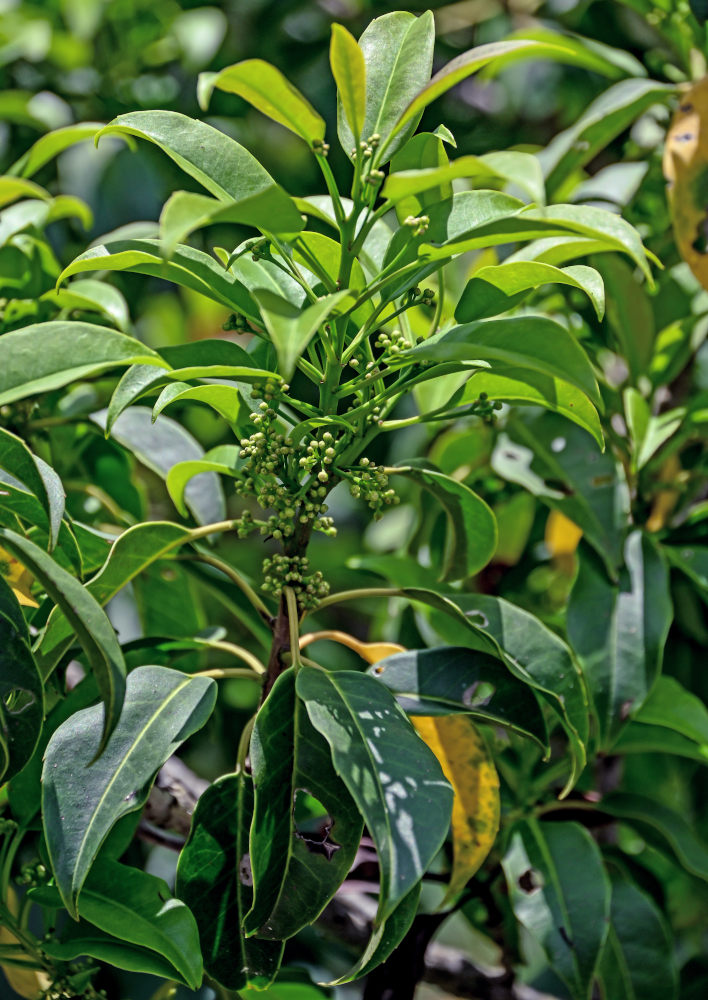 Image of genus Ilex specimen.