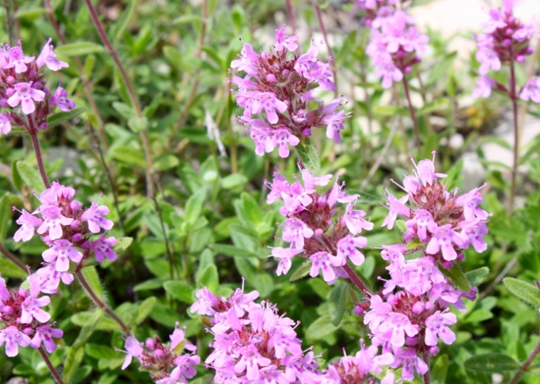 Image of Thymus markhotensis specimen.