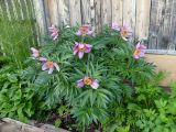 Paeonia anomala. Цветущие растения. Свердловская обл., окр. г. Североуральск, дачный участок. 28.05.2021.