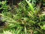 Pteris fauriei