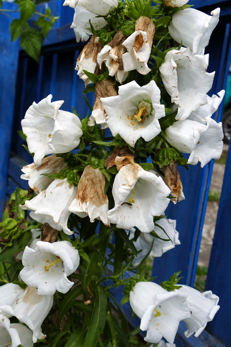 Изображение особи Campanula medium.