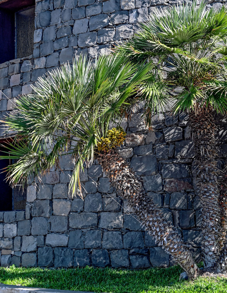 Image of Chamaerops humilis specimen.