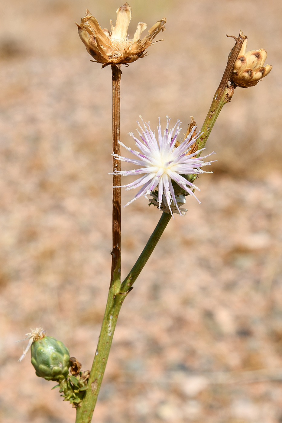 Image of Plagiobasis centauroides specimen.