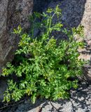 Image of taxon representative. Author is Марина Скотникова