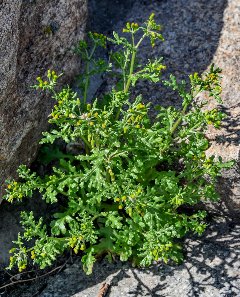 Image of Senecio vulgaris specimen.