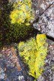Chrysothrix chlorina. Талломы на камне в сообществе с другими лишайниками и побегами Polytrichum. Хабаровский край, Советско-Гаванский р-н, Безымянный хр., 1811 м н.у.м., курумник. 29.06.2023.