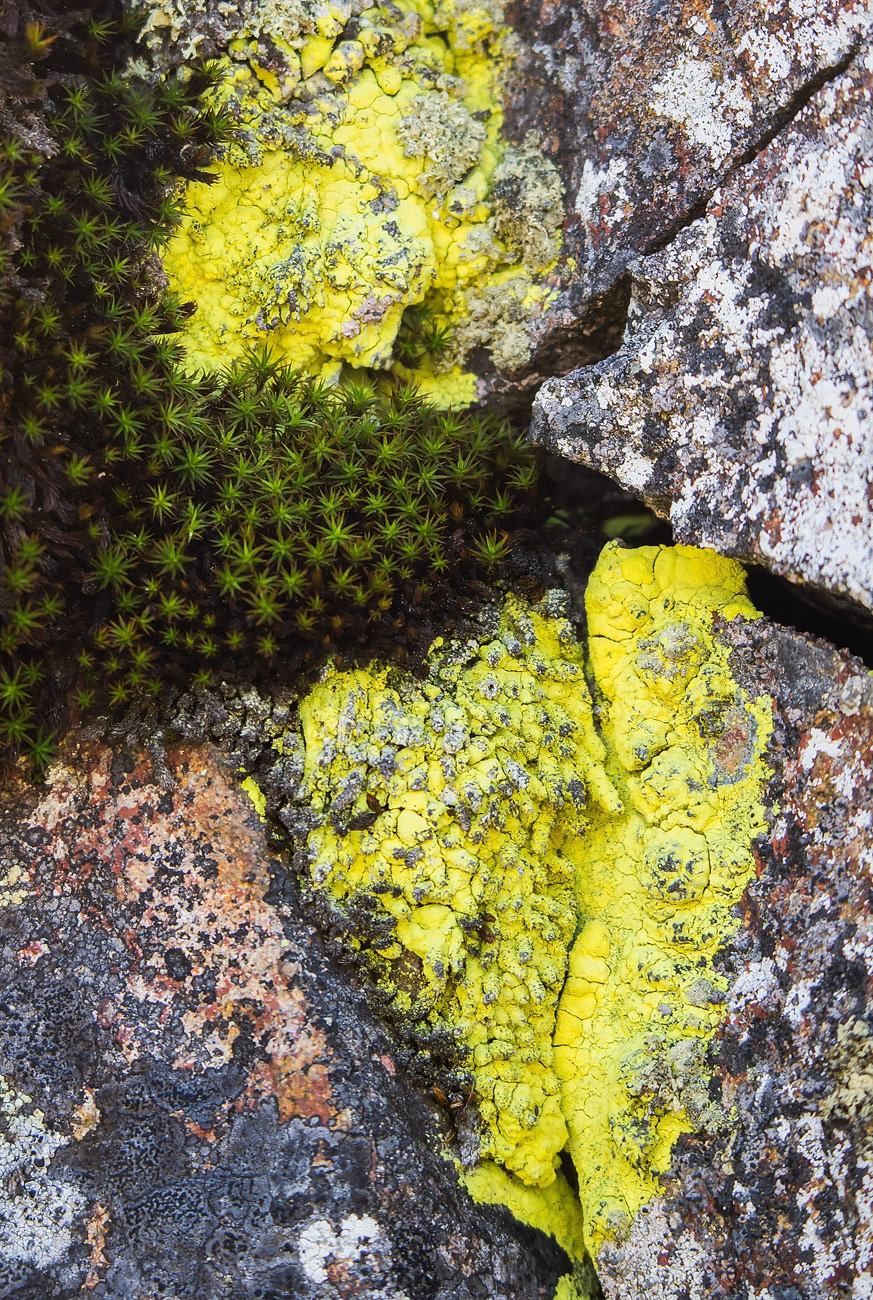 Image of Chrysothrix chlorina specimen.