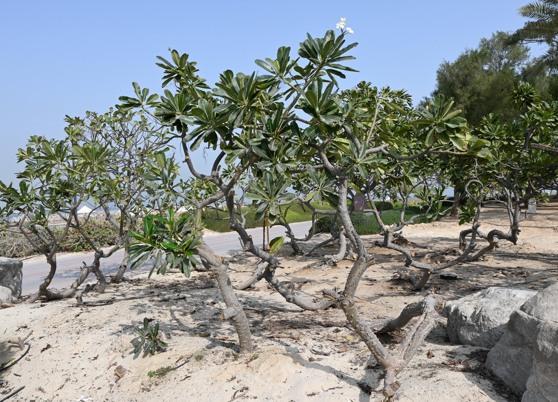 Изображение особи Plumeria obtusa.