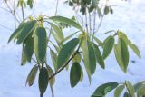 Rhododendron clementinae. Часть ветви. Санкт-Петербург, Ботанический сад Петра Великого. 10 марта 2026 г.