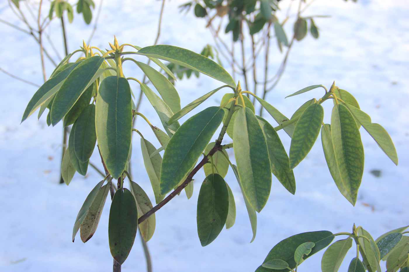 Image of Rhododendron clementinae specimen.
