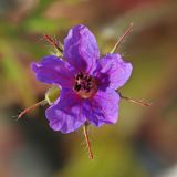 Erodium stephanianum. Цветок. Приморский край, Хасанский р-н, западный берег бухты Рейд Паллада вблизи косы Назимова, песчано-галечниковая морская терраса. 16.05.2026.