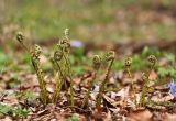 Athyrium sinense. Растения с молодыми вайями. Приморский край, окр. г. Владивостока, п-ов Муравьёва-Амурского, в широколиственном лесу. 28.04.2017.
