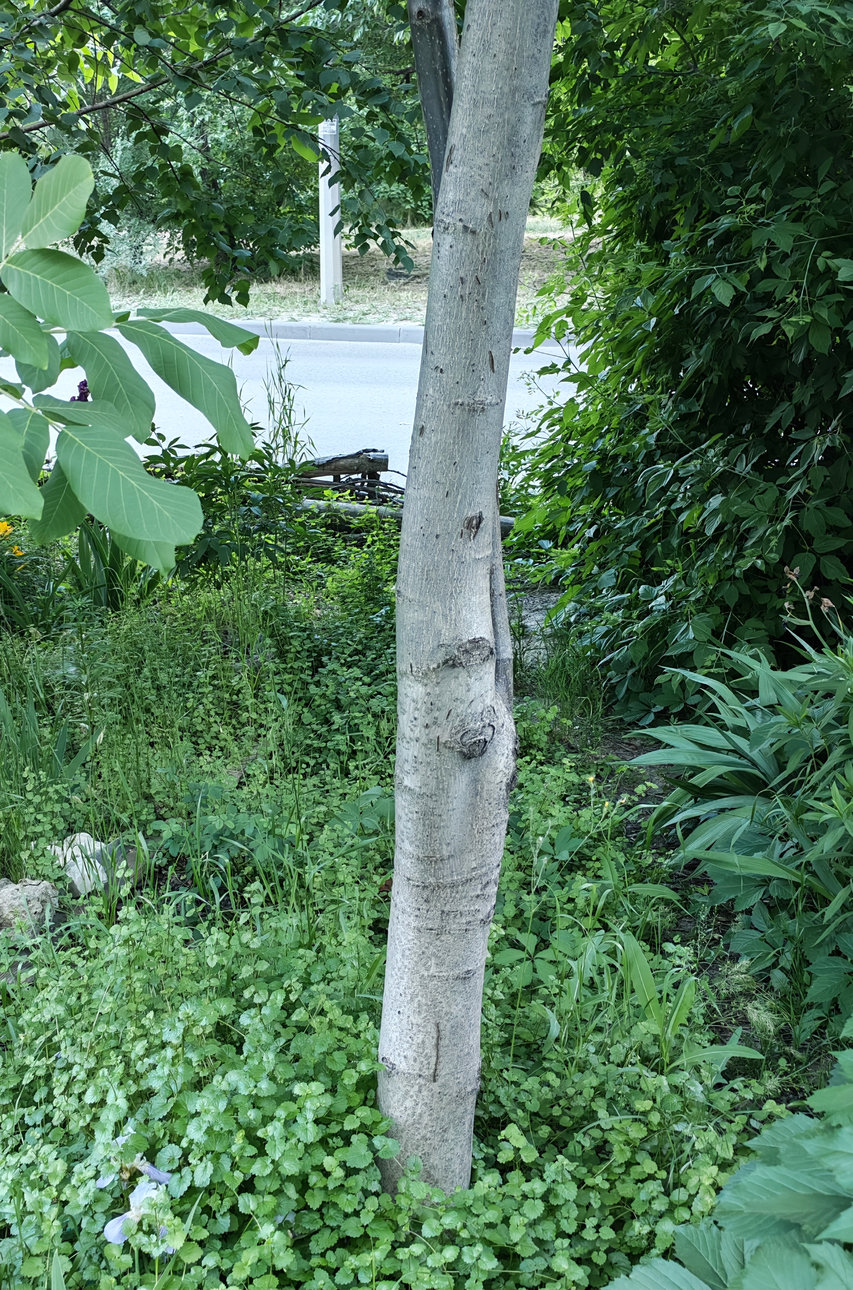 Image of Juglans regia specimen.