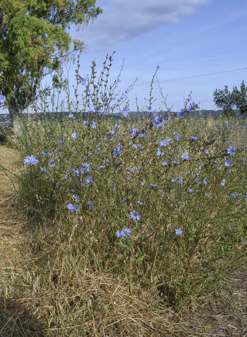 Image of Cichorium intybus specimen.