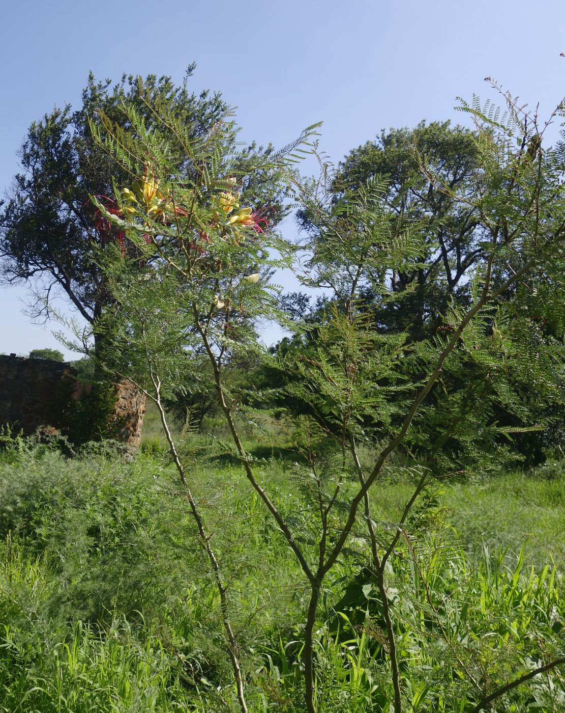 Image of Caesalpinia gilliesii specimen.