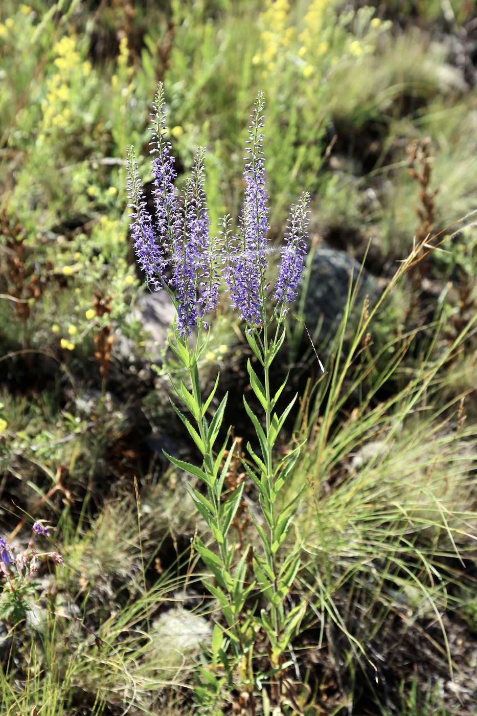 Image of Veronica spuria specimen.