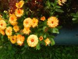 Calendula officinalis. Верхушки цветущих и плодоносящих растений. Ярославская обл., Переславский р-н, с. Веськово, т/к \"Ботик\", в культуре. 15.08.2015.