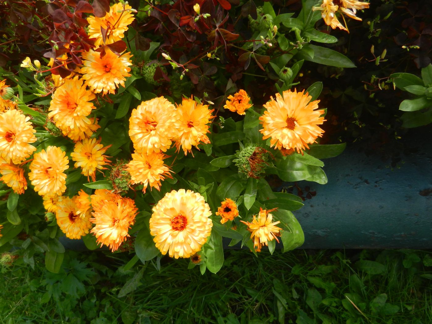 Изображение особи Calendula officinalis.