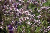 genus Thymus