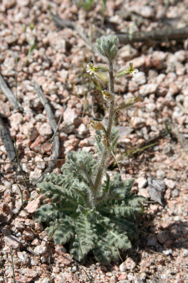 Image of Parrya tschimganica specimen.