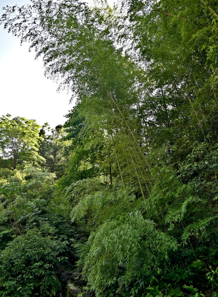 Изображение особи Phyllostachys pubescens.