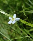 Trigonotis myosotidea. Часть цветущего побега. Хабаровский край, окр. г. Комсомольск-на-Амуре, смешанный лес, на лесной дороге. 21.06.2026.