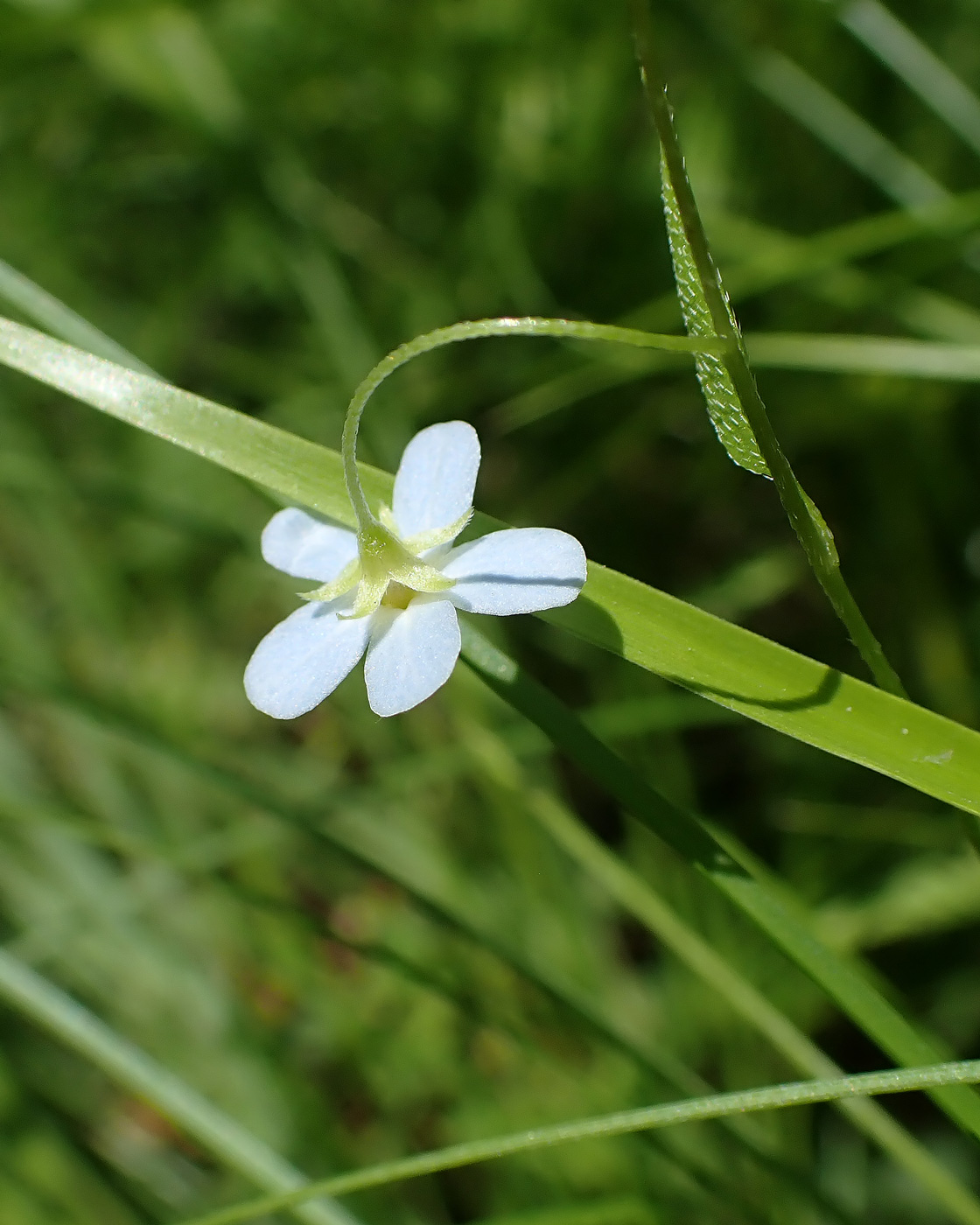 Image of Trigonotis myosotidea specimen.