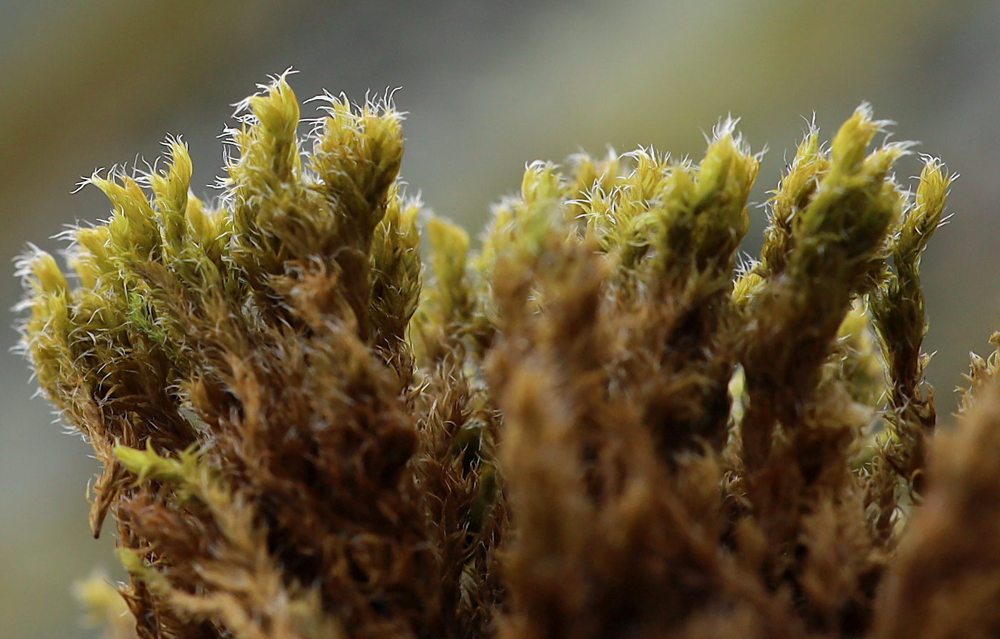 Image of Bucklandiella microcarpa specimen.