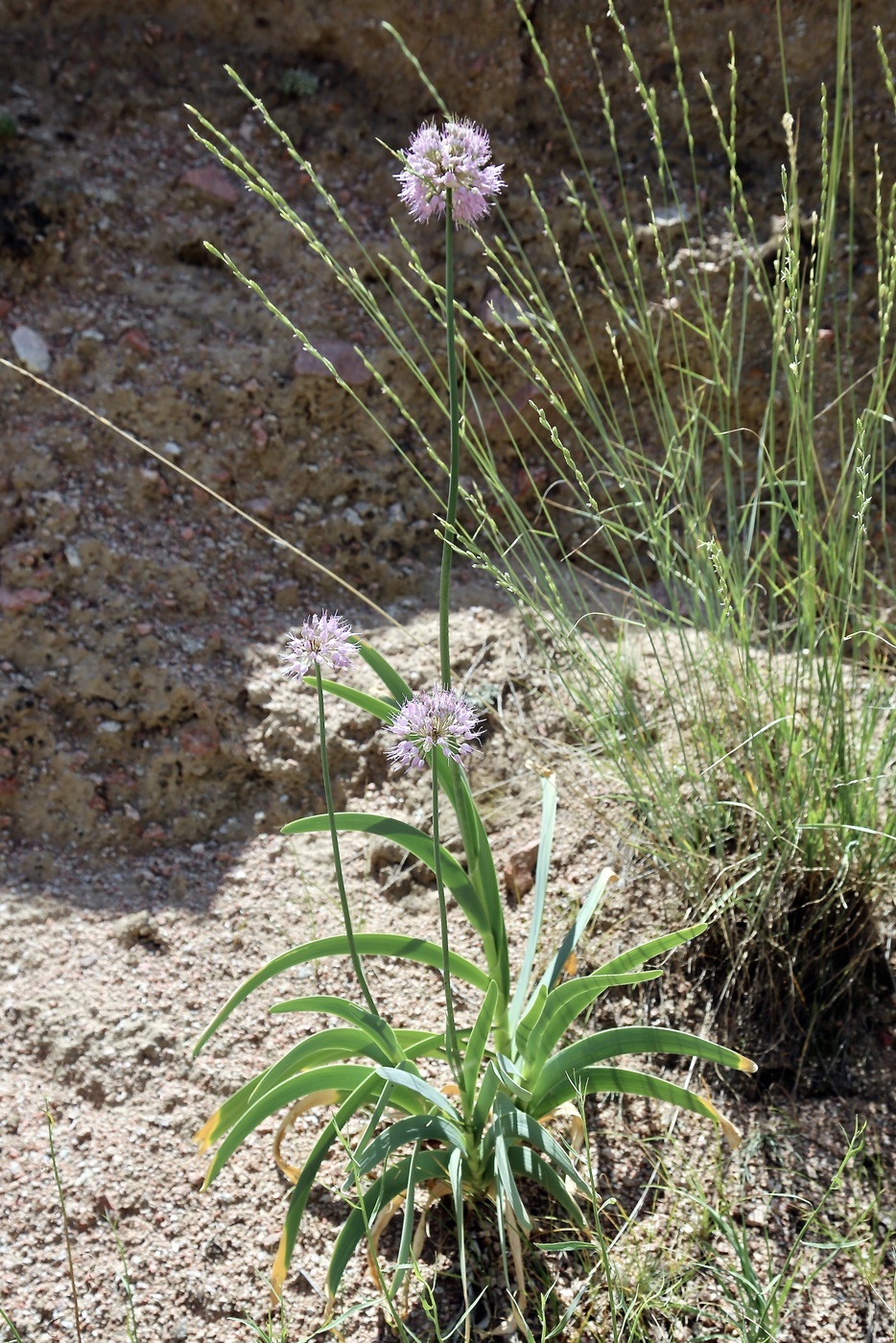 Изображение особи Allium polyphyllum.