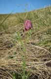 Fritillaria ruthenica. Верхушка цветущего растения. Татарстан, Бавлинский р-н. 15.05.2011.