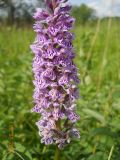 Dactylorhiza fuchsii. Часть соцветия. Новосибирская обл., Искитимский р-н, пгт Линёво, опушка берёзового колка. Июнь 2010 г.